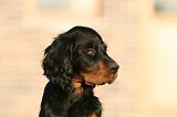 SETTER GORDON 034